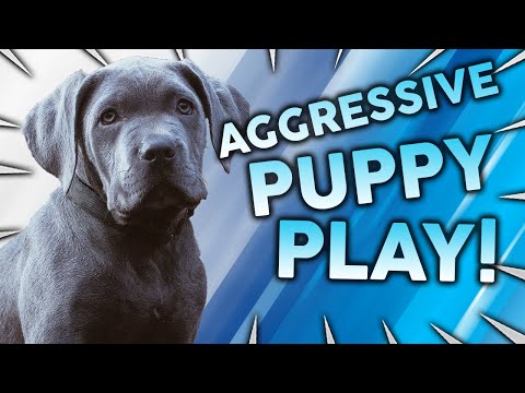 How To Stop Aggressive Puppy Play!