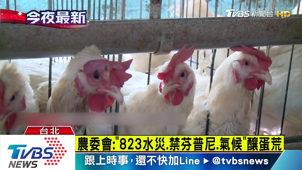 疫苗失效釀百萬雞暴斃? 農委會:非缺蛋主因