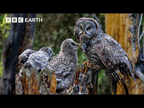 Brave Baby Owl Makes Ultimate Jump to Survive | Great American Thaw | BBC Earth