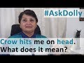 Ask Dolly A Crow Keeps Hitting Me On My Head What Does This Mean