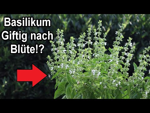 Basilikum schmeckt nach Blüte bitter - Was tun?