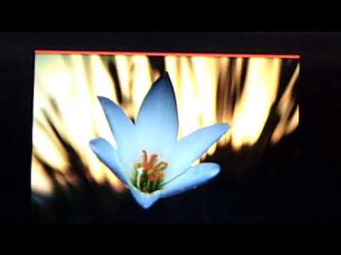 Johnny Marvin - Ed. Smalle:  "Caressing You"  (1929)