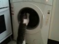 Cat Curious About Washing Machine