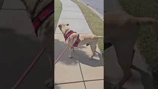 Video preview image #1 - Mix Puppy For Sale in Stratham, NH, USA