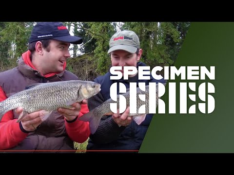 Winter Chub Fishing Tips & Tactics