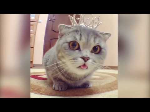 CUTE CATS will make you LAUGH YOUR HEAD OFF - Funny CAT compilation