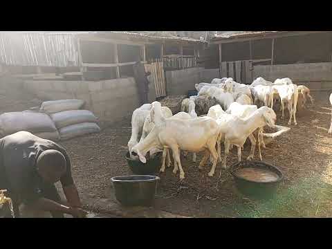 , title : 'Constructing a sheep breeding stock shade/house in Nigeria ( balami)'