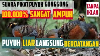 Download lagu SUARA PIKAT PUYUH GONGGONG /SANGAT AMPUH BUAT PIKAT mp3