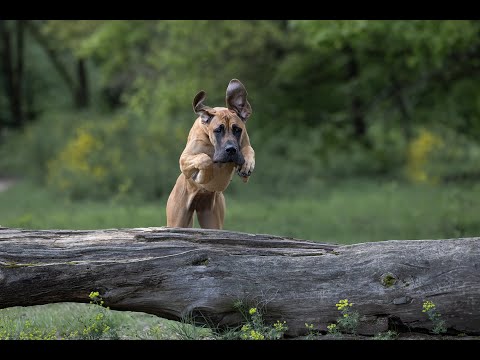 Tipps: Hunde in Bewegung fotografieren