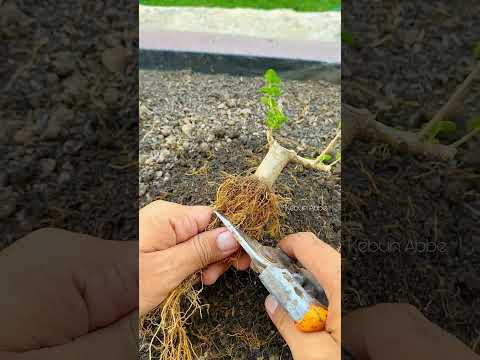 Program akar sancang mini