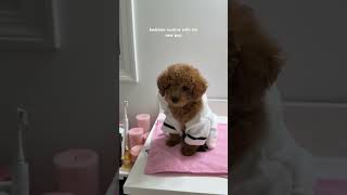 Download lagu bedtime routine with my new pup 🐶 #puppy #puppy life#poodle  #asmr mp3