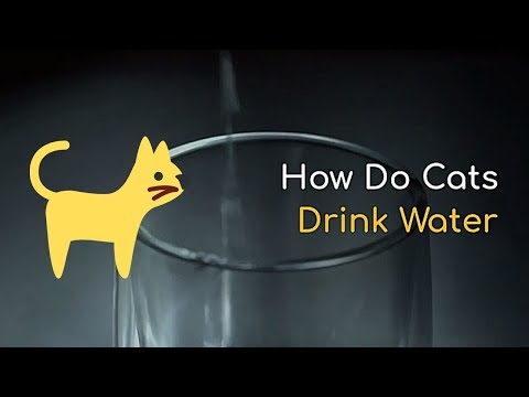 How Do Cats Drink Water | All the Interesting Facts
