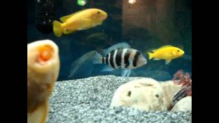 cichlid
