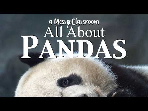 Panda Bear Wiki