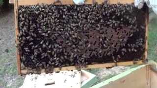 Hive inspection with my friend and mentor 628DirtRooster