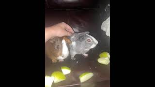 Guinea Pig Rodents Videos