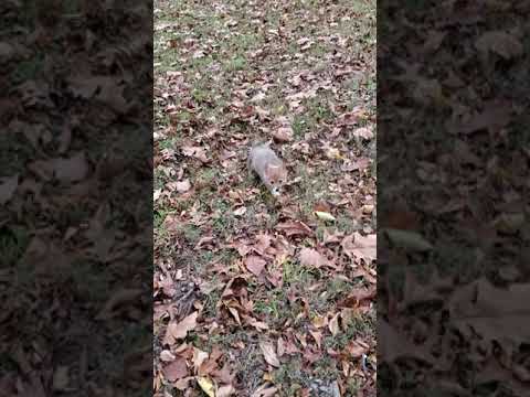 Annie playing in the leaves