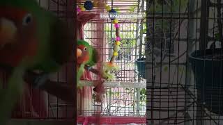 Love bird in relax mood