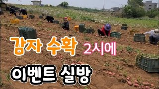 (실방)속노란 홍심이 감자 수확 추첨이벤트!