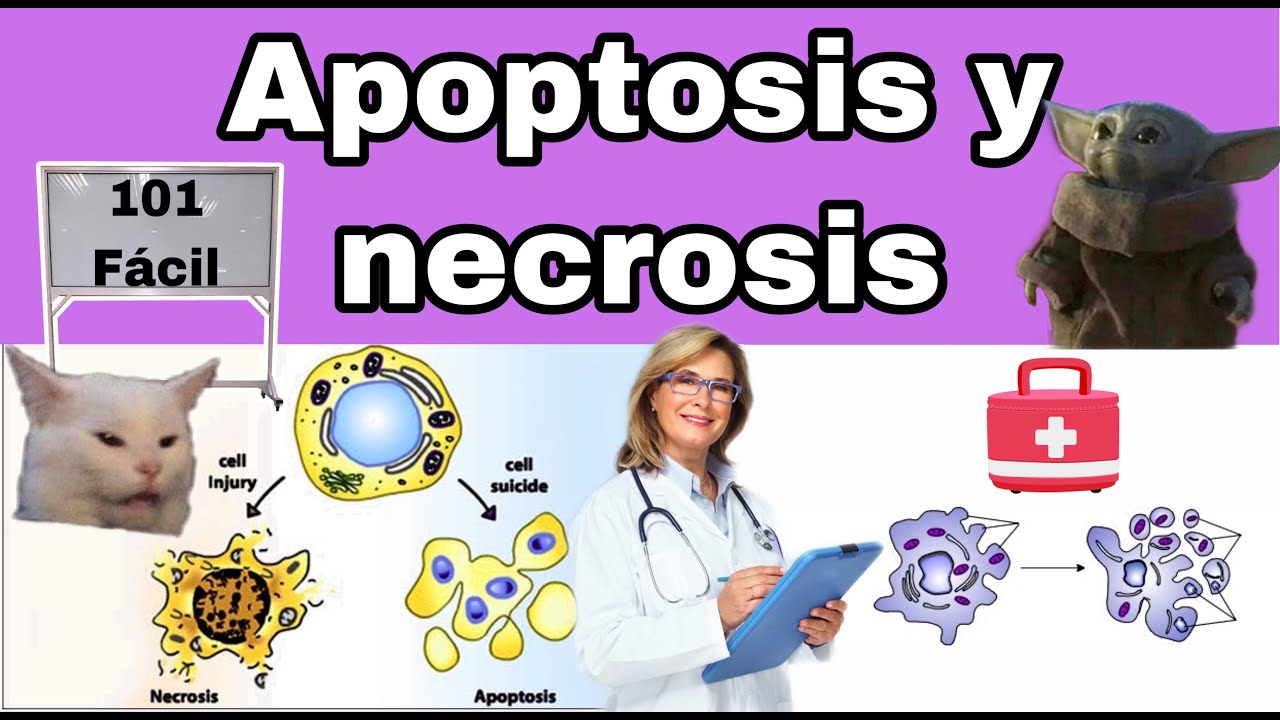 DIFERENCIAS EN 13 MIN: APOPTOSIS Y NECROSIS