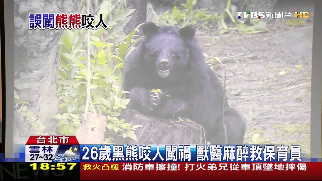 開錯門！黑熊咬保育員　肋骨斷、四肢、頭傷