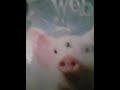 Charlottes Web Uk Dvd Unboxing