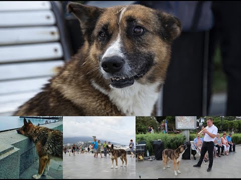 Famous singing dog Mukhtar (Hachico) in Yalta, Crimea died after concert