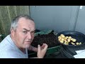 Swift Rocket First Early Potato Reveals Mellif Cordless Weed Sweeper Model MFWW01 Raffle 3