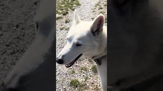 #dog #park #oskar #inuk #rosey