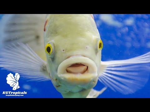 He Says Oscars Are Fine In A 20 Gallon Aquarium