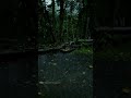 മഴ Mazha Malayalam WhatsApp Status Mazha Malayalam Dark Whatsapp Status Kerala Rainy Rain
