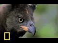 Honey Badger Narrates: Water Chevrotains Are ...