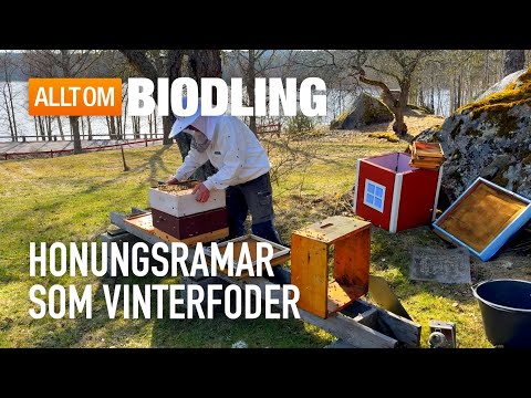 Honung som vinterfoder | Biodling