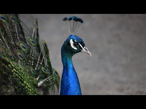 Pfau Schrei - Pfau