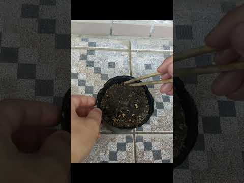 苗にはどんな土を使えばいいのでしょうか？種子の発芽を保証する混合物はこちらです。  庭園