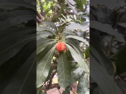 Waxberry fruit - Chinese bayberry Myrica rubra