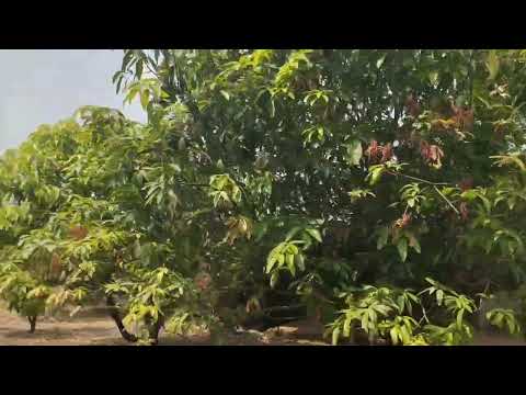 NH 28 #lacks #mango #farmhouse #forsale #patancheru #sangareddy #sadashivapet #zaheerabad 9640041044