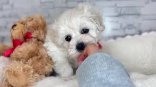 ハーフ犬の動画01