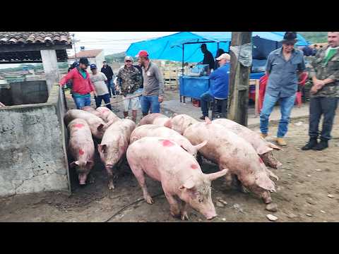 FEIRA DE SUÍNOS EM CAPOEIRAS-PE   12-06-2026  #nordeste