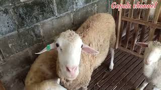 Download lagu @Gopala channel Colony mating sheep process #sheep#reproduction mp3