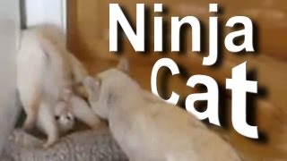 016 NINJA CAT