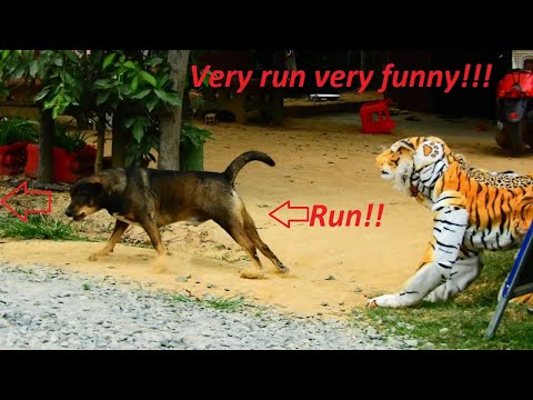 Fake tiger prank to dog real - very funny reaction compilation new