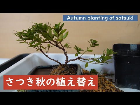 ラグーミニの木 (Prunus Tomentosa) を植える時期と、この崇高な果樹の世話をする方法は何ですか?  庭園