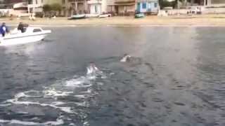 preview picture of video 'Attraversano lo Stretto di Messina senza il supporto della barca d'appoggio'