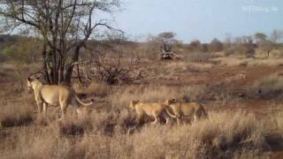 Löwen im Krüger Nationalpark / Lions at Kruger NP