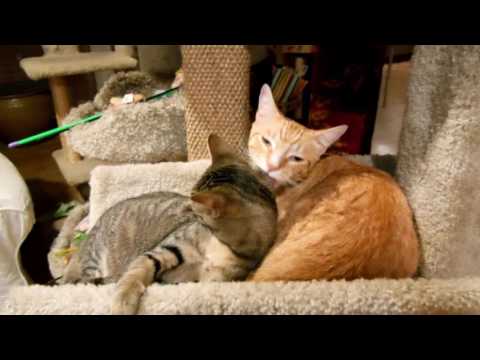 11 7 16 Chester and Cecil