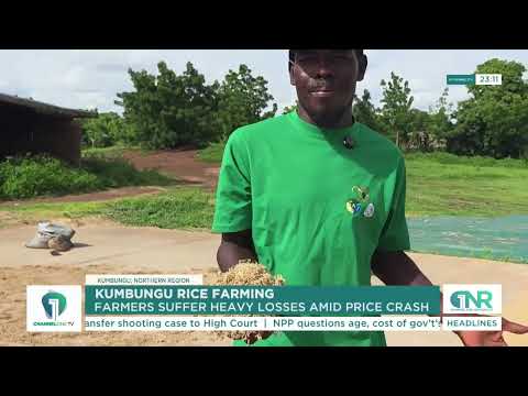 GHC300 Instead of GHC750? Rice Farmers Cry Out Over Market Crisis