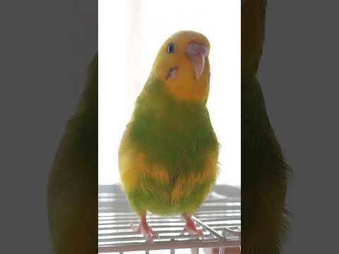 インコ草の上の君主