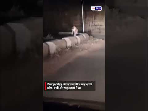 दिनदहाड़े Leopard की Entry, ग्रामीणों में डर का माहौल बल्ह क्षेत्र में Alert