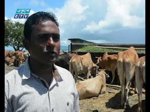 মিয়ানমার থেকে সাগরপথে টেকনাফের শাহপরীরদ্বীপ করিডোরে আসছে কোরবানির পশু